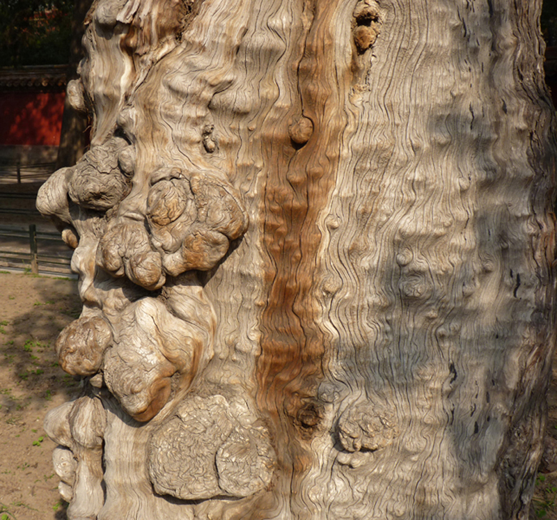 47 Forbidden City